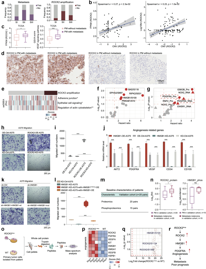 Fig. 5: ROCK2 amplification promoting the metastasis in melanomas.