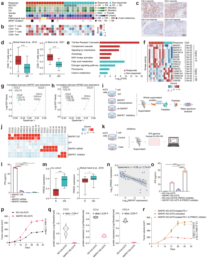 Fig. 7: Identification of protein markers of response to immunotherapy in the melanomas.