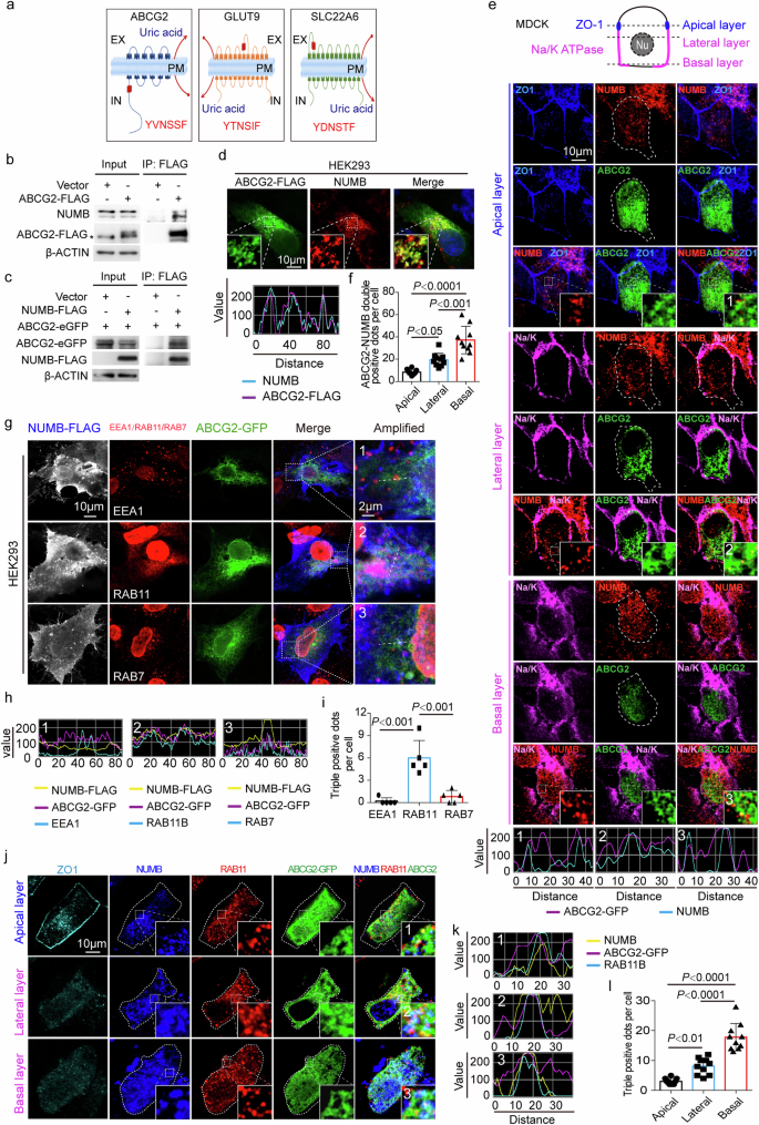 Fig. 2: NUMB interacts with ABCG2.
