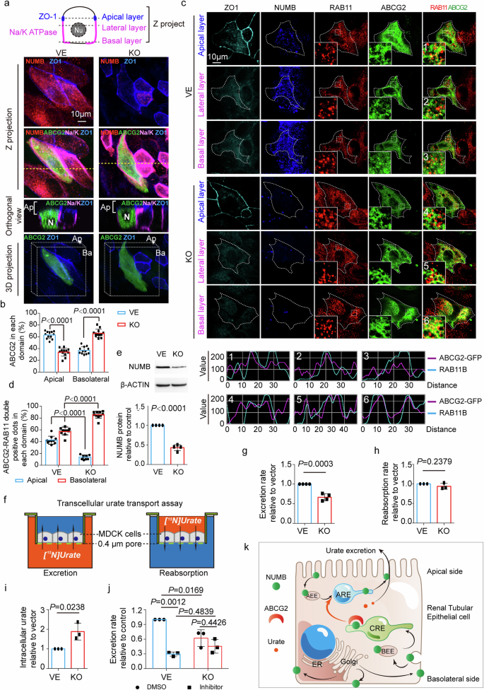 Fig. 3: NUMB-knockout abolished the apical distribution of ABCG2 which affects uric acid excretion.