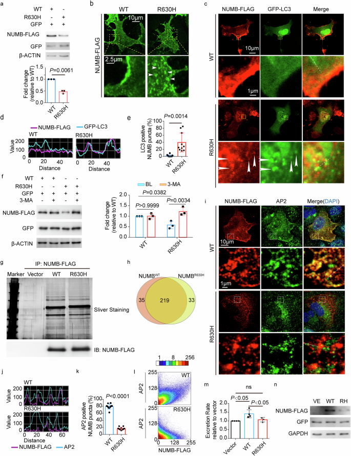 Fig. 4: Abnormal intercellular distribution and excessive clearance of NUMBR630H via autophagy.