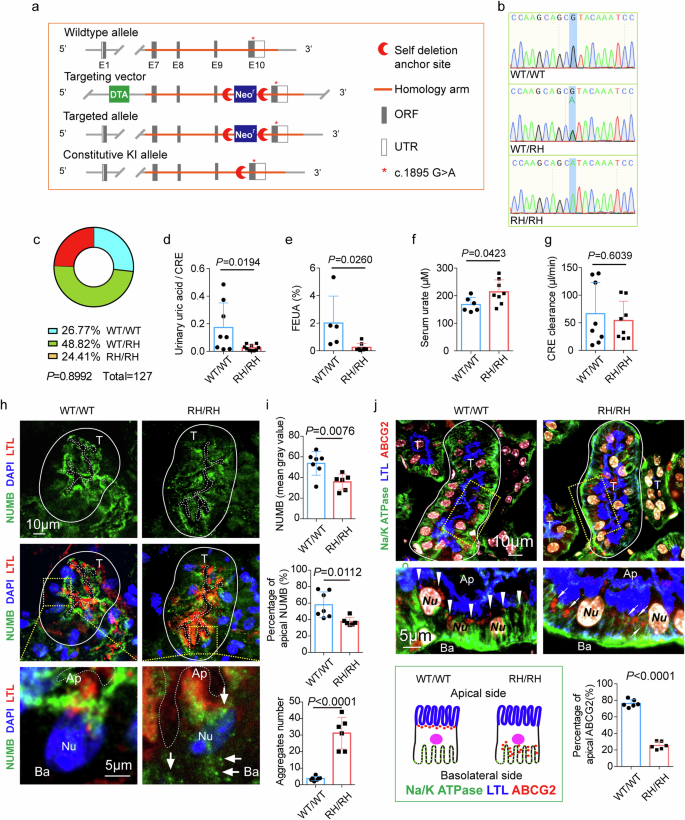 Fig. 5: The defection in uric acid excretion and the abnormal distribution of NUMB and ABCG2 protein in renal tubular epithelia cells of NUMBR632H/NUMBR632H homozygous mice.