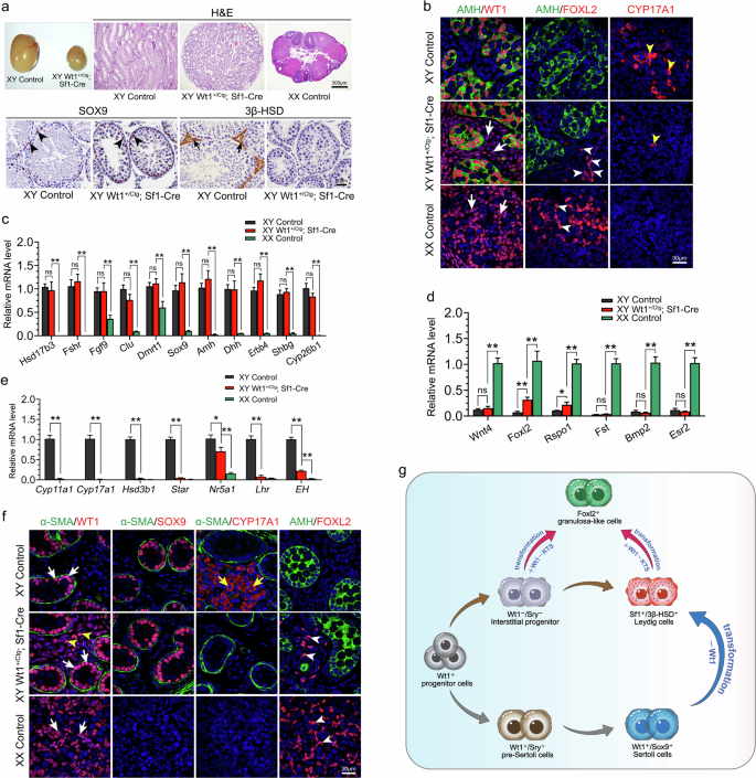 Fig. 1: Overexpression of Wt1–KTS led to the transformation of Leydig to granulosa-like cells.