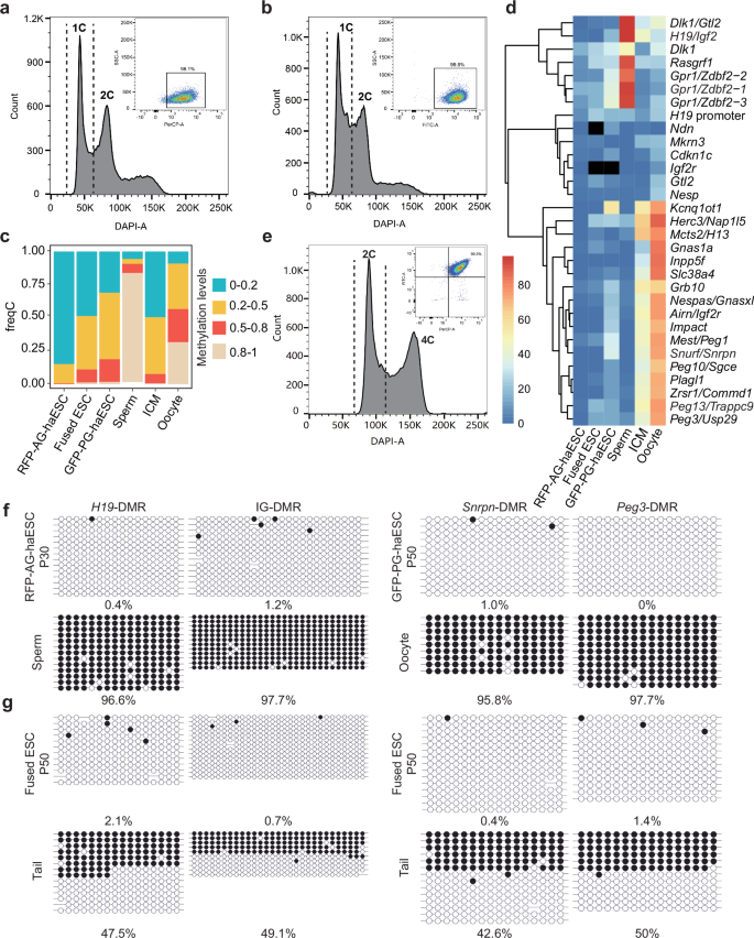 Fig. 1: Establishment of the Ha-Ha-fusion system.