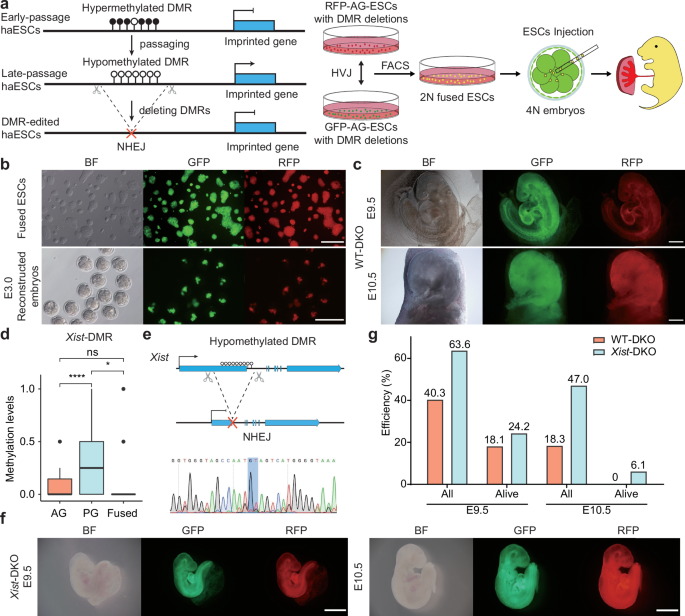 Fig. 2: Generation of embryos with parental-allele-specific DMR deletions from ESCs derived by Ha-Ha-fusion system.