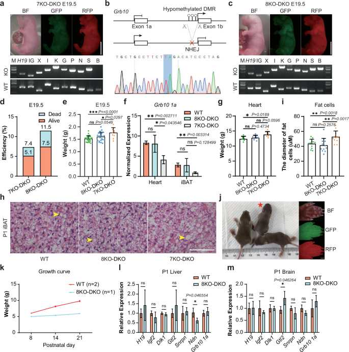 Fig. 3: Efficient generation of alive mice from ESCs with 8 maternal DMR deletions and 2 paternal DMR deletions (8KO-DKO).