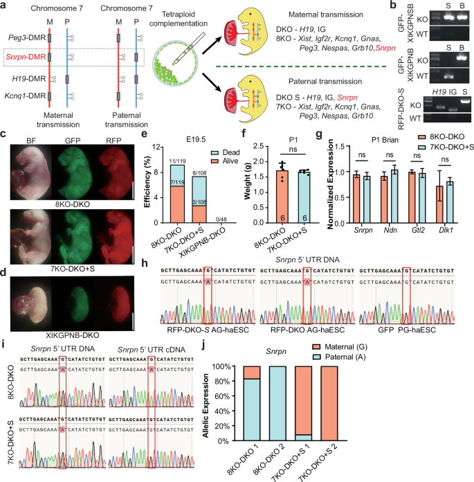 Fig. 4: Paternal transmission of Snrpn-DMR deletion supports full-term development of reconstructed embryos.