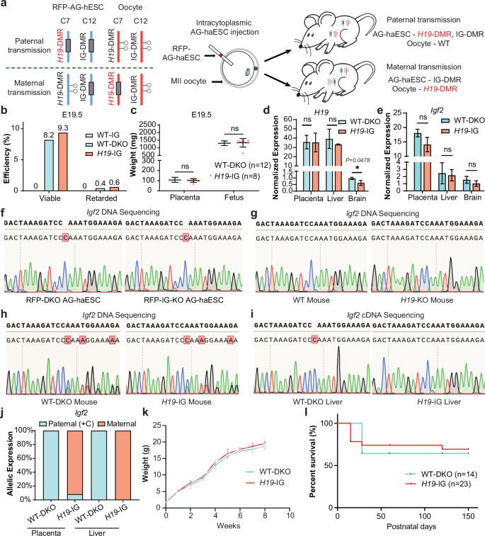 Fig. 5: SC mice with maternal transmission of H19-DMR deletion grow normally to adult.
