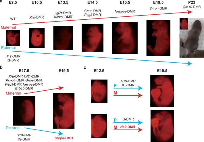Fig. 6: Schematic diagram of reconstructed embryos generated from Ha-Ha-fusion system and SC system.