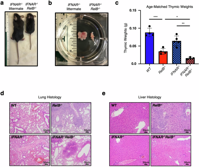 Fig. 1: Characterization of IFN-independent multi-organ inflammation in RelB−/− mice.
