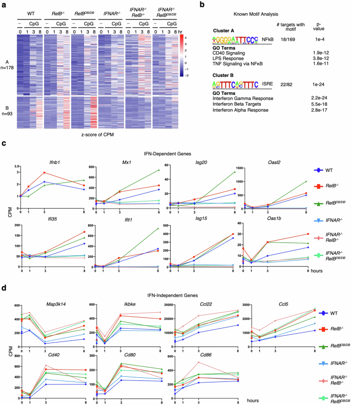 Fig. 5: RelB suppresses type I IFN signaling and pro-inflammatory genes via its DNA binding function.