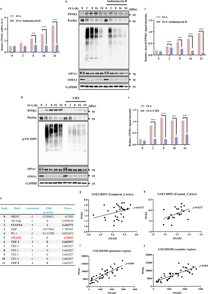 Fig. 1: Association of SMAD3 with PINK1 expression.