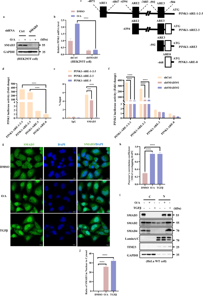 Fig. 2: SMAD3 is a positive nuclear transcription factor of PINK1.