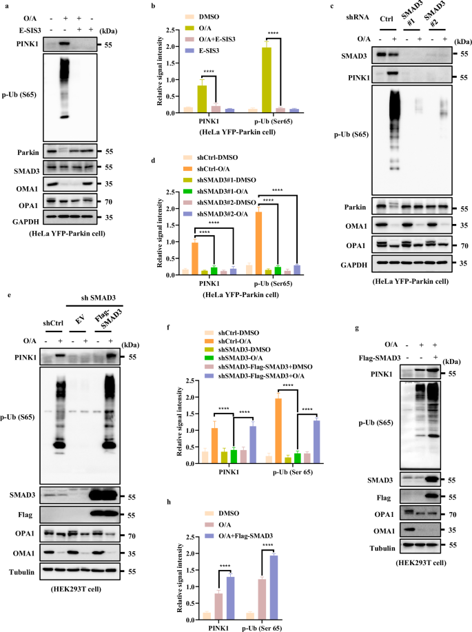 Fig. 3: SMAD3 up-regulates PINK1 expression.