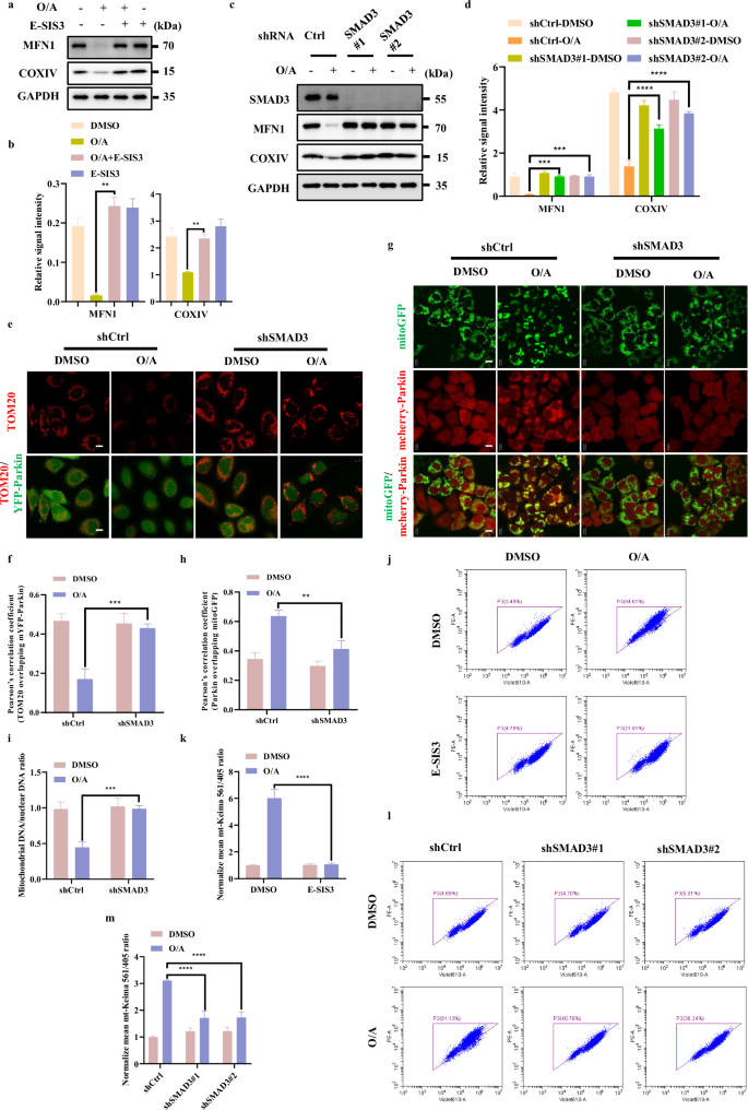 Fig. 4: SMAD3 promotes mitophagy.