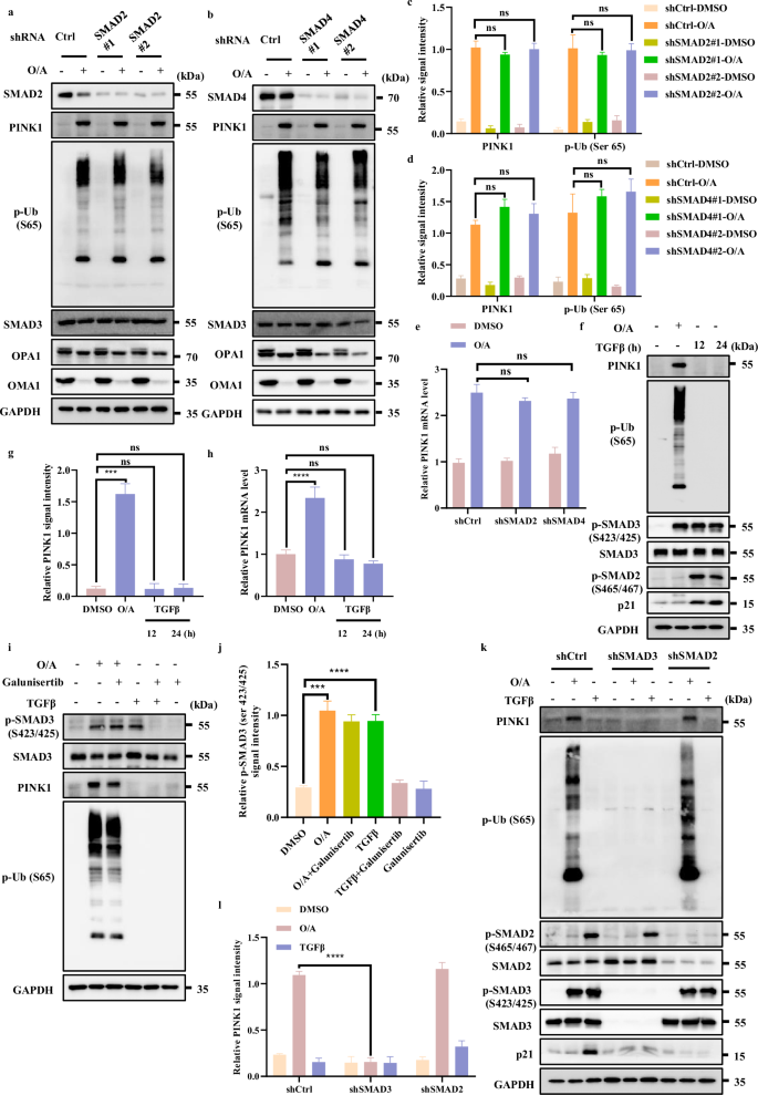 Fig. 5: SMAD3 regulates PINK1 transcription independent of TGFβ signaling.