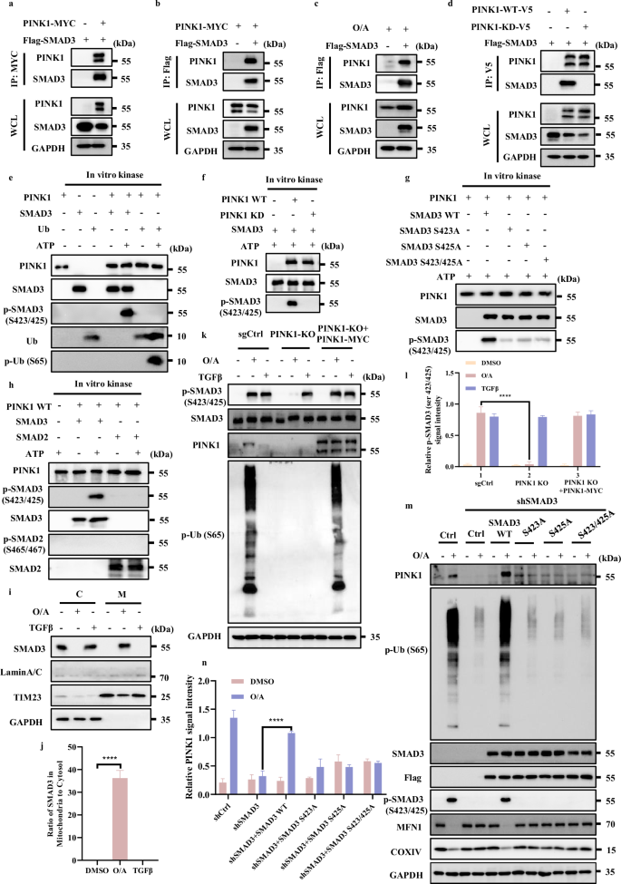 Fig. 6 : SMAD3 is phosphorylated by PINK1.