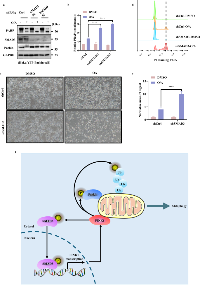 Fig. 7: Activation of SMAD3 provides a pro-survival mechanism against mitochondrial stress.