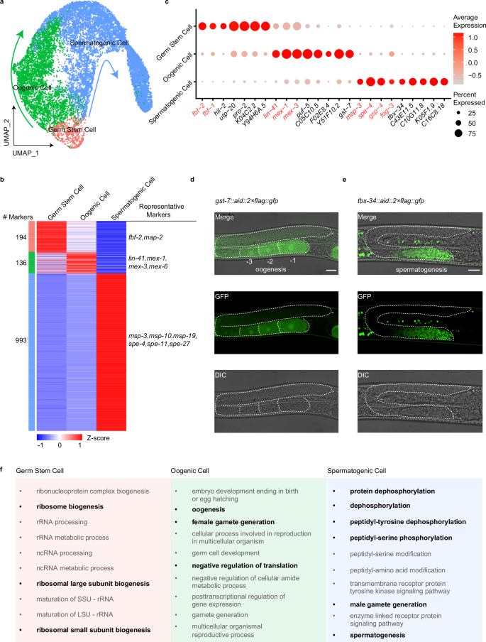 Spatiotemporal single-cell architecture of gene expression in the Caenorhabditis elegans germ cells