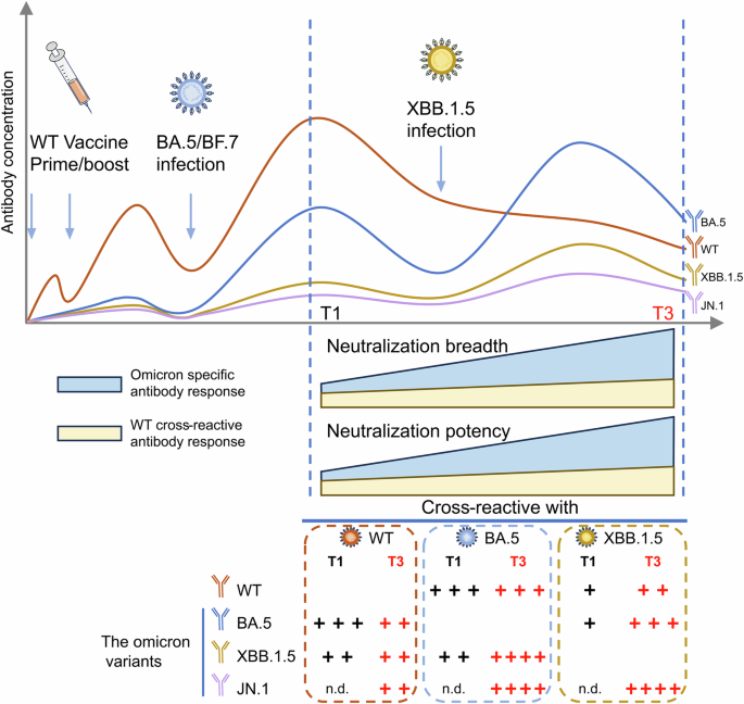 Fig. 6: Impact of Omicron variants infections on the breadth and potency of SARS-CoV-2 neutralizing antibody response.