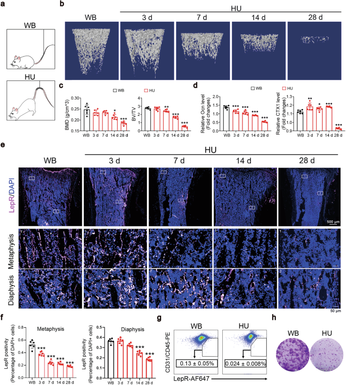 Fig. 1: The MSC frequency was markedly reduced in BM of HU rats.