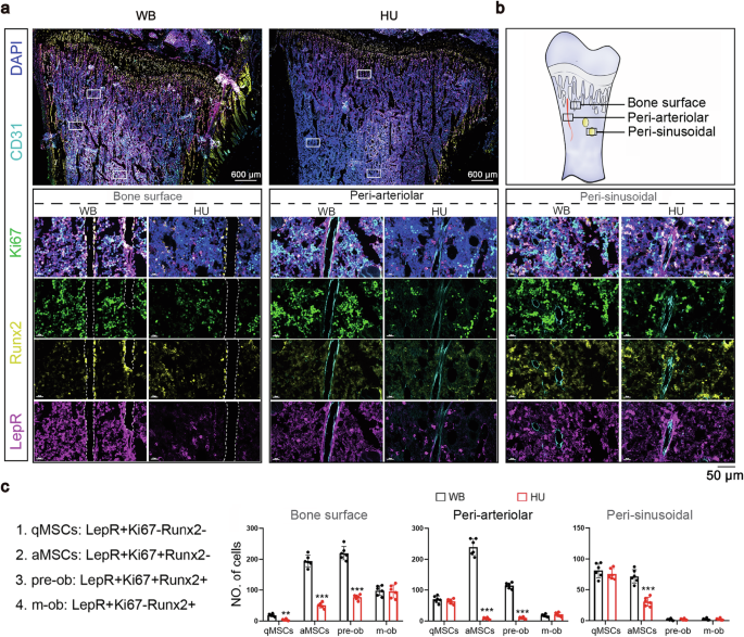 Fig. 2: The number of proliferating LepR+ cells was decreased in the BM of unloaded rats.