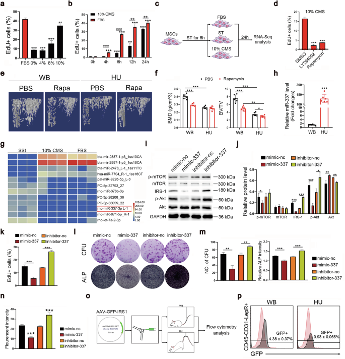 Fig. 3: CMS-activated quiescent MSCs by the miR-337-PI3K-Akt-mTOR pathway.