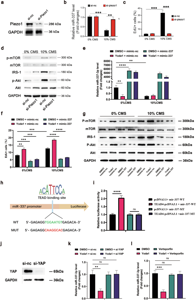 Fig. 5: MSCs sense stress stimulation through the Piezo1-miR-337-PI3K-Akt axis.