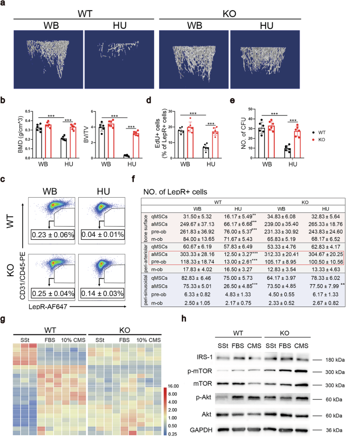 Fig. 6: Knockout of miR-337 reversed mechanical unloading-induced bone loss.