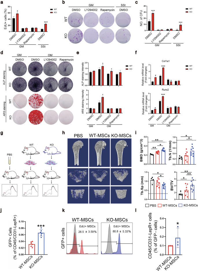 Fig. 7: miR-337–/– MSCs ameliorated the HU-induced decrease in bone formation.