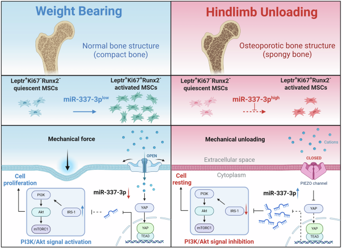 Fig. 8: Schematic diagram illustrating the regulation of mesenchymal stem cell proliferation by mechanical stress via miR-337 expression.