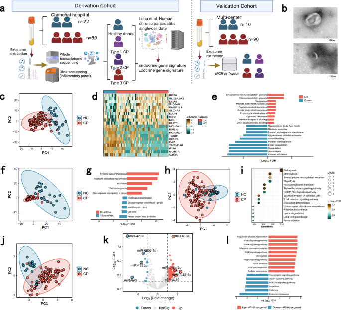 Fig. 1: Characterization of differentially expressed exosome-derived RNAs through whole-transcriptome sequencing.