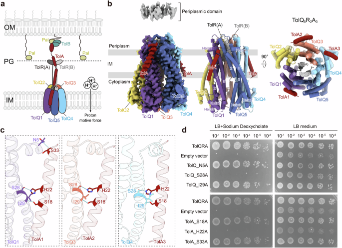 Fig. 1: Cryo-EM structure of TolQRA.