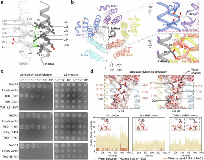 Fig. 2: Identification of the proton channel in TolQ.