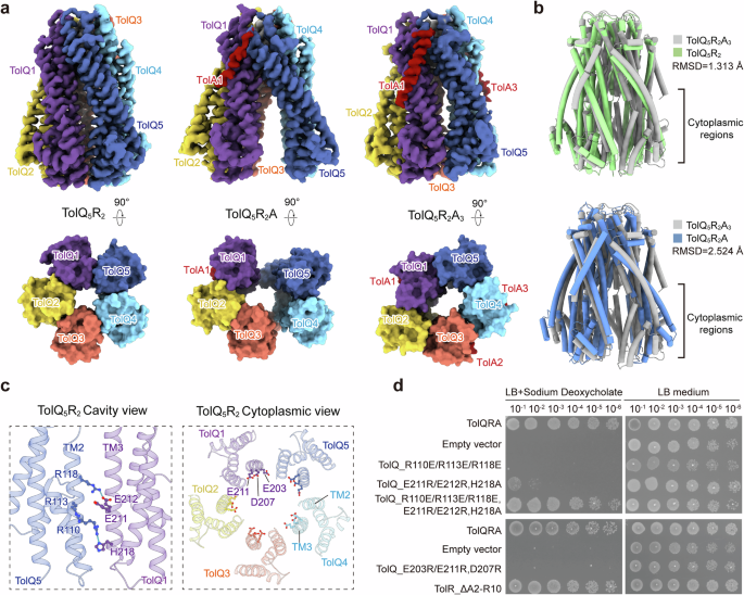 Fig. 3: The cryo-EM structure of TolQRA in distinct conformations.