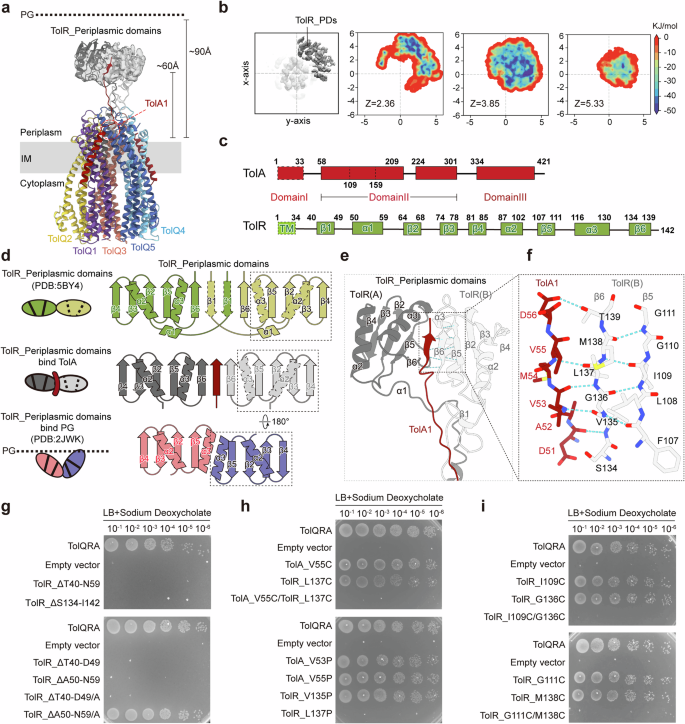 Fig. 4: Characterization of the periplasmic domains of TolQ5R2A3.