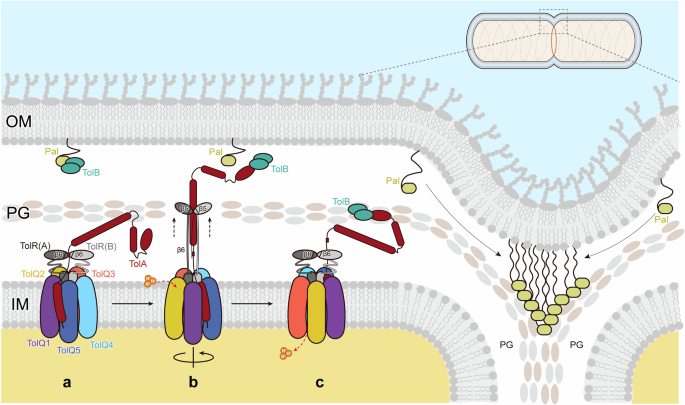 Fig. 5: Mechanism of TolQRA operation diagram.