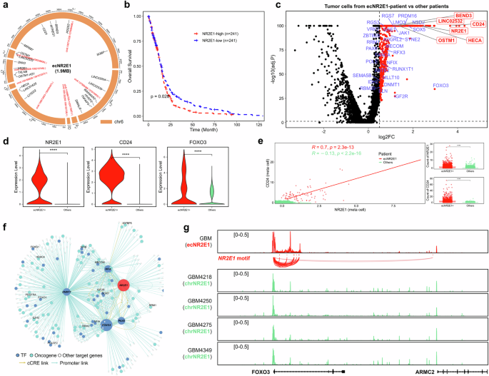 Fig. 5: Diverse oncogenic mechanisms induced by ecNR2E1.
