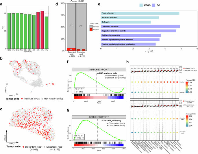 Fig. 7: Commonalities between malignant cells carrying ecDNA and mitochondria hijacking.