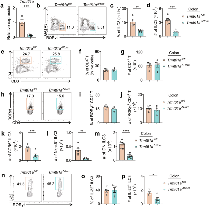 Fig. 1: Trmt61a Expression and its impact on ILC3s and intestinal microbial homeostasis.