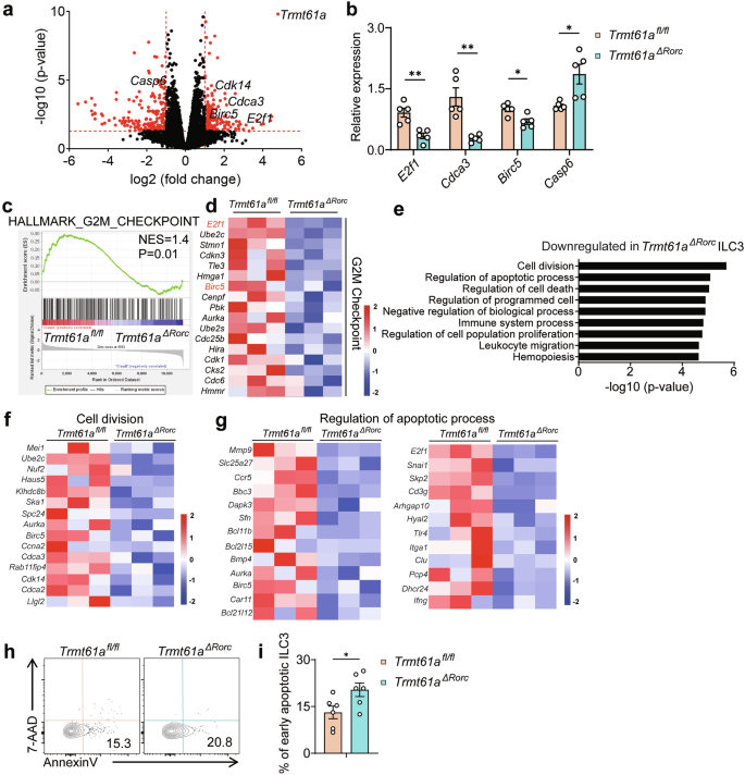 Fig. 2: TRMT61A regulation of proliferation and apoptosis of ILC3s.