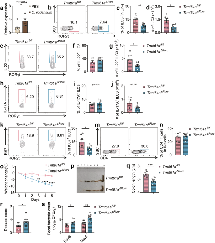 Fig. 5: Requirement of TRMT61A for ILC3-Mediated protection against Citrobacter rodentium infection.