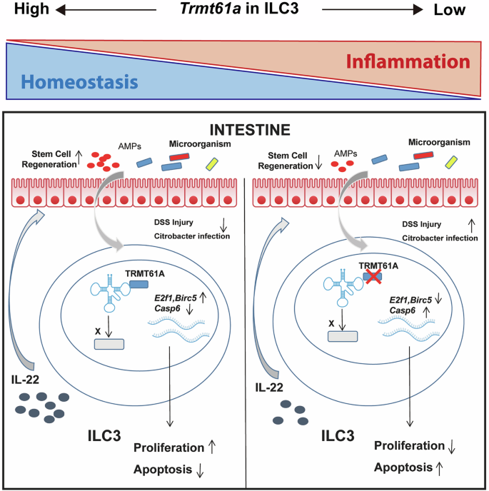 Fig. 6: Model illustrating the role of tRNA m1A modification in ILC3 homeostasis and function.