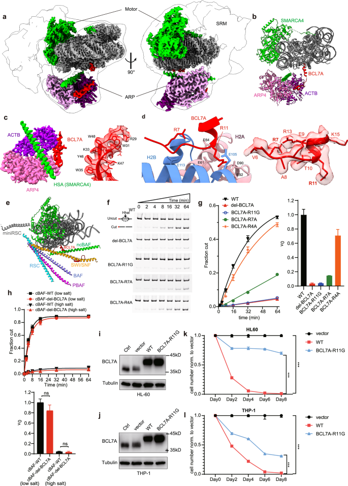 Fig. 1: Structure of the ncBAF complex bound to the nucleosome and the importance of BCL7A in chromatin remodeling.