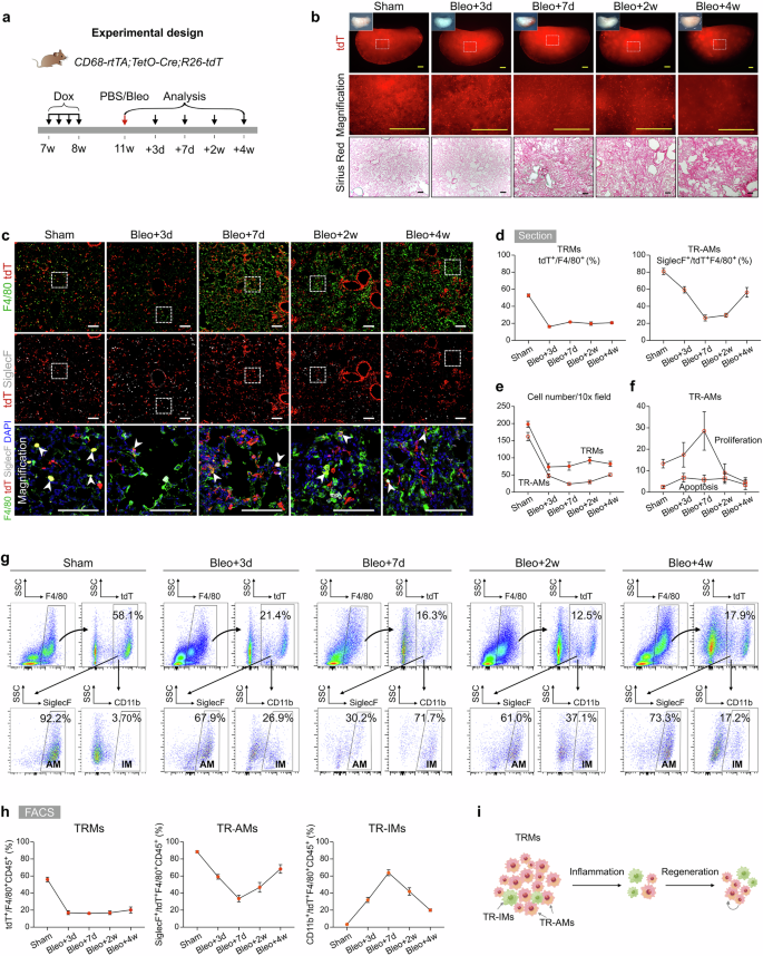 Fig. 2: Lineage tracing of TRMs reveals significantly reduced TRMs after bleomycin-induced injury.