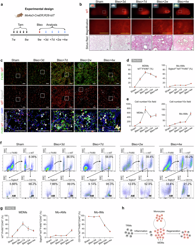 Fig. 3: MDMs significantly increased following bleomycin-induced injury.