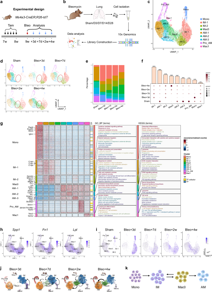 Fig. 4: Single-cell landscape of bleomycin-treated lungs.