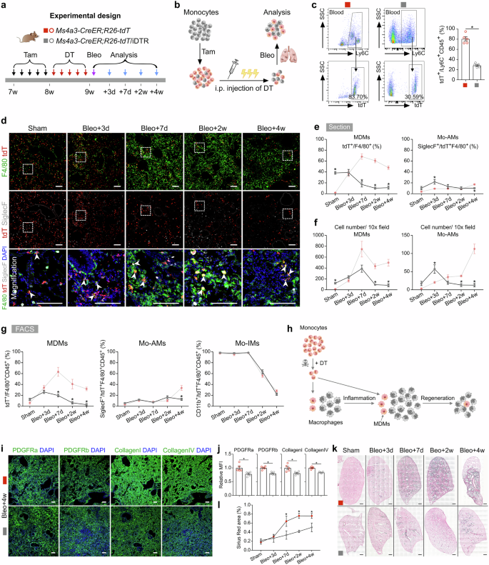 Fig. 5: Depletion of monocytes alleviates pulmonary fibrosis after bleomycin treatment.