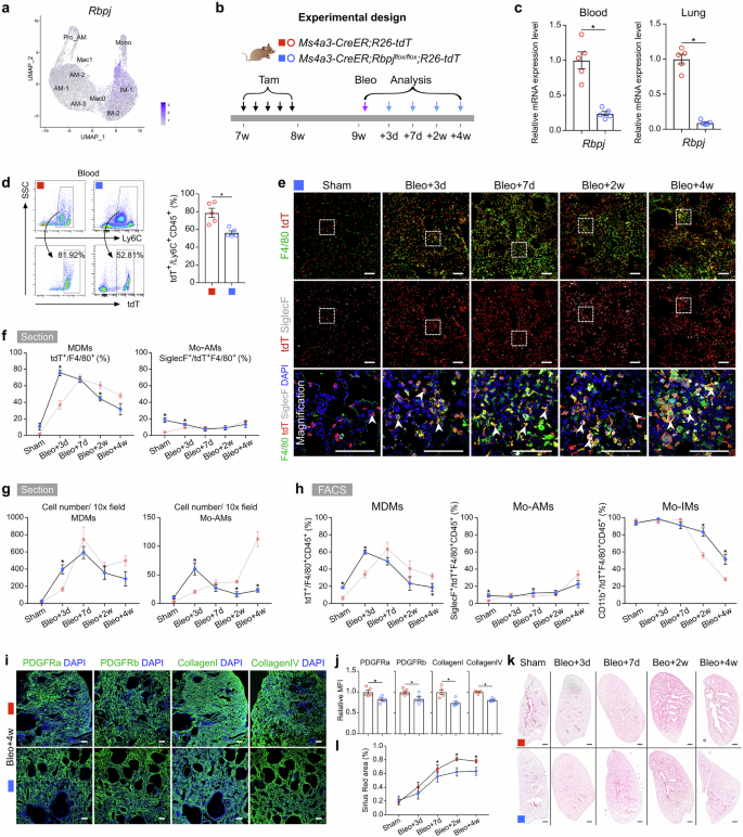 Fig. 6: Monocyte-specific Rbpj knockout blocks monocyte differentiation into alveolar macrophages and reduces pulmonary fibrosis.