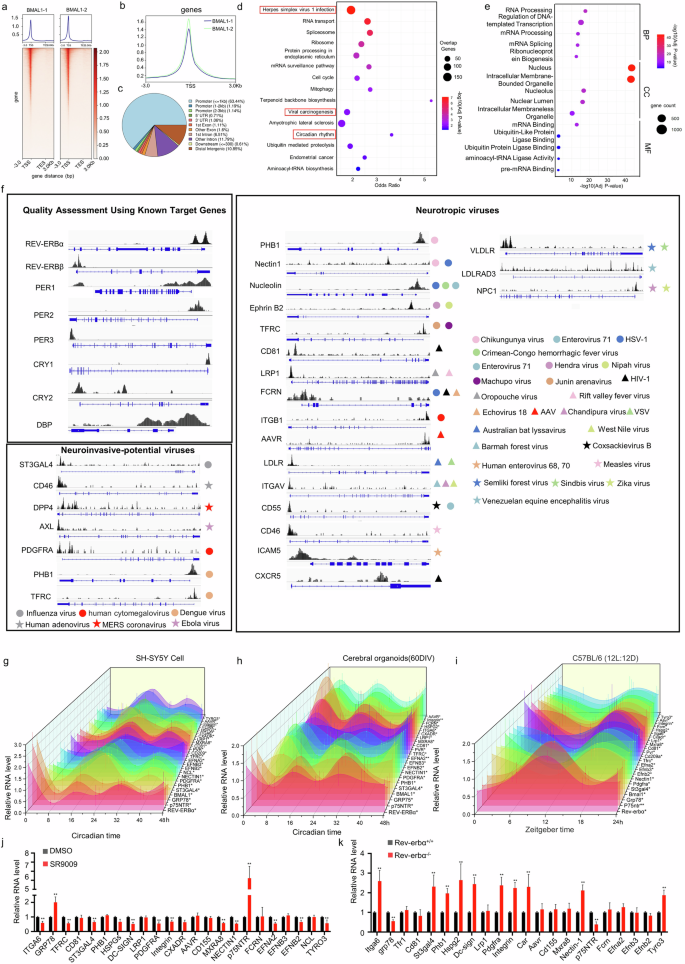 Fig. 1: Neurotropic viral receptors exhibit circadian rhythmicity across different models.